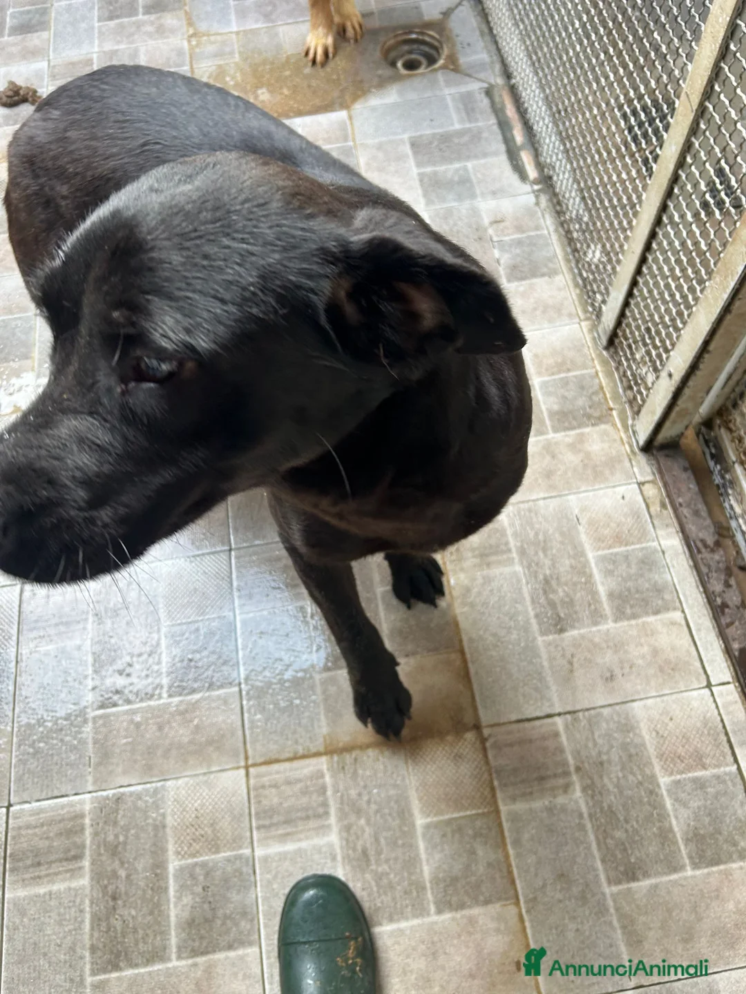 Labrador cani in regalo: Pina Labrador in Canile a Provincia di Rovigo - Annuncio 2