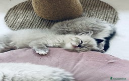 Ragdoll gatti in vendita: Cuccioli ragdoll disponibili  a Provincia di Como - Immagine 4