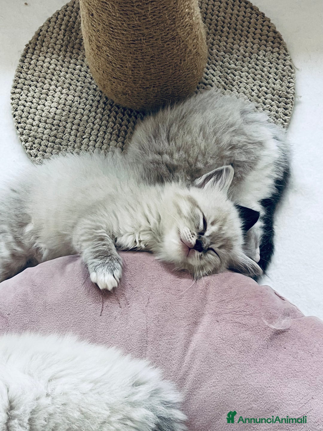 Ragdoll gatti in vendita: Cuccioli ragdoll disponibili  a Provincia di Como - Immagine 4