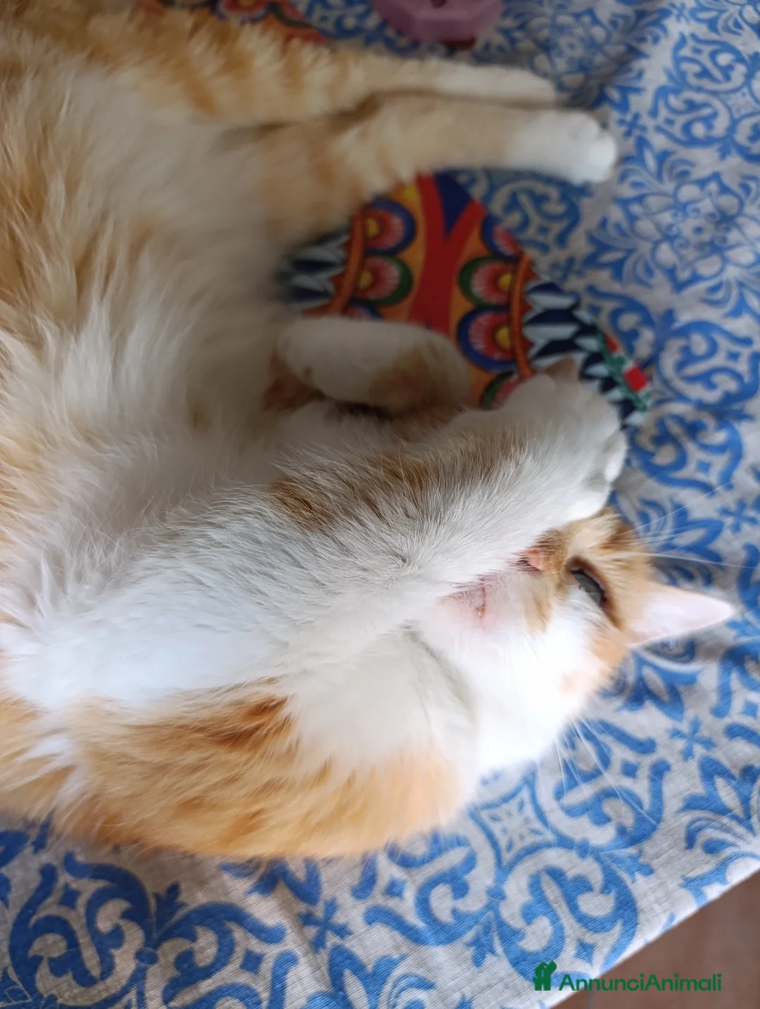 Altre razze gatti in regalo: Regalo Oscar - Annuncio 5