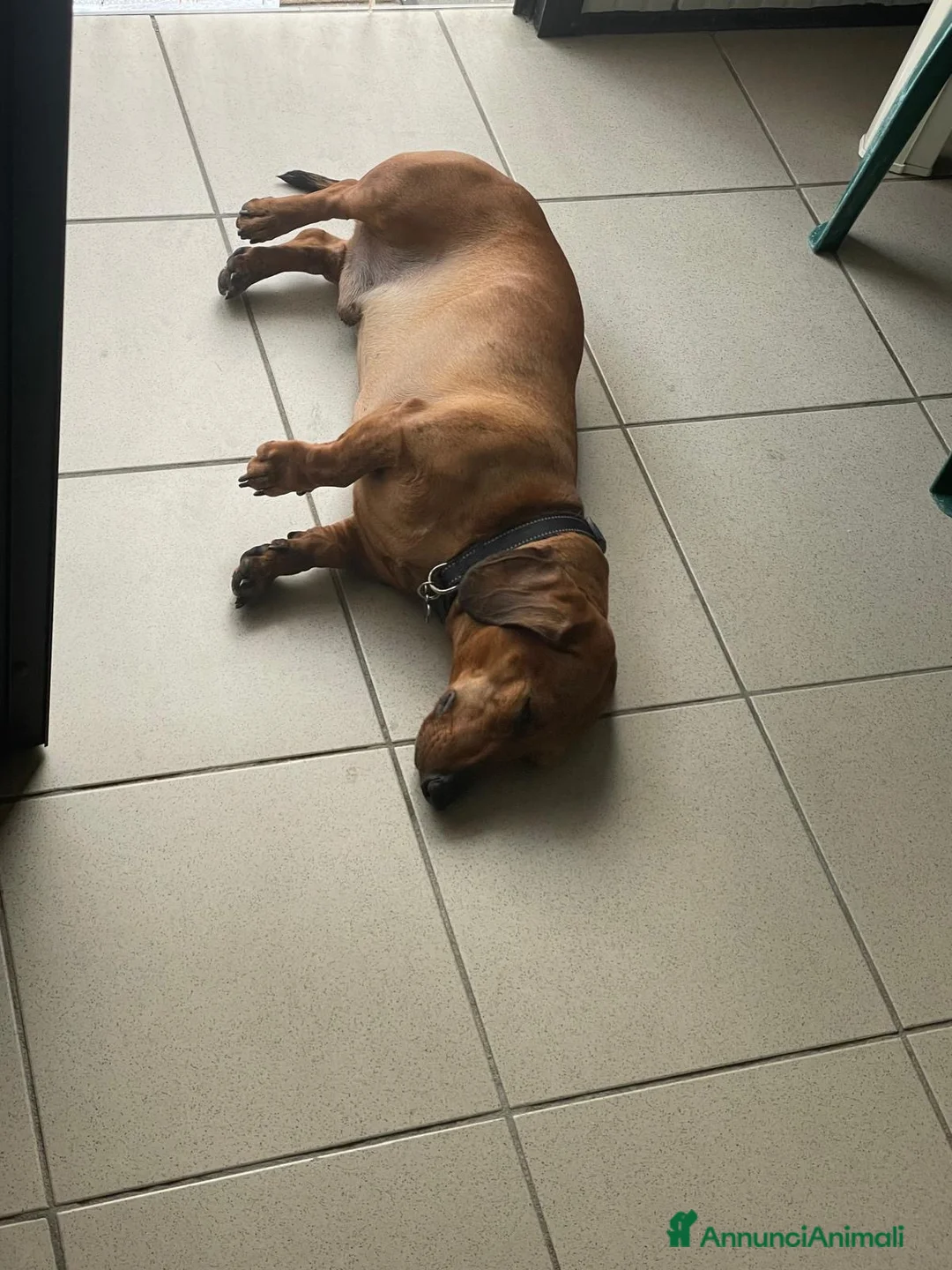 Bassotto cani in regalo: Bassotto - Annuncio 2