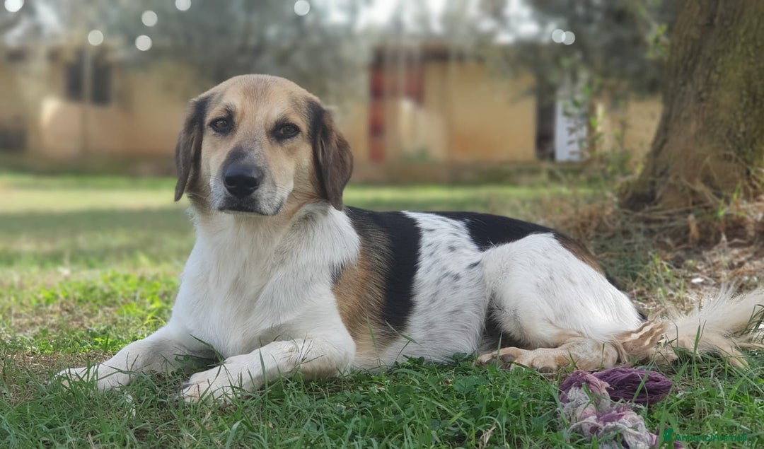Meticcio cani in regalo: RAOUL,la bonta' a quattro zampette a Pomezia - Annuncio 2