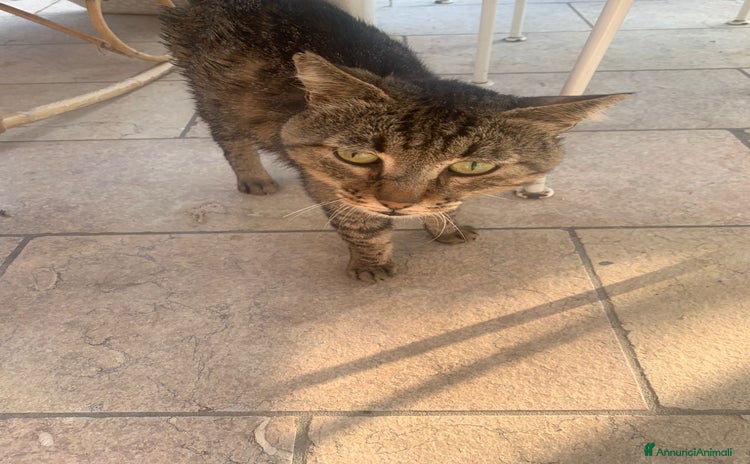 Europeo gatti a Provincia di Treviso - Annuncio 4