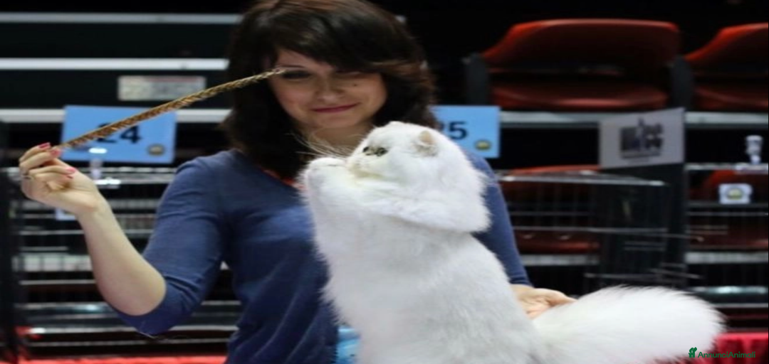 Immagine della galleria {{count}}