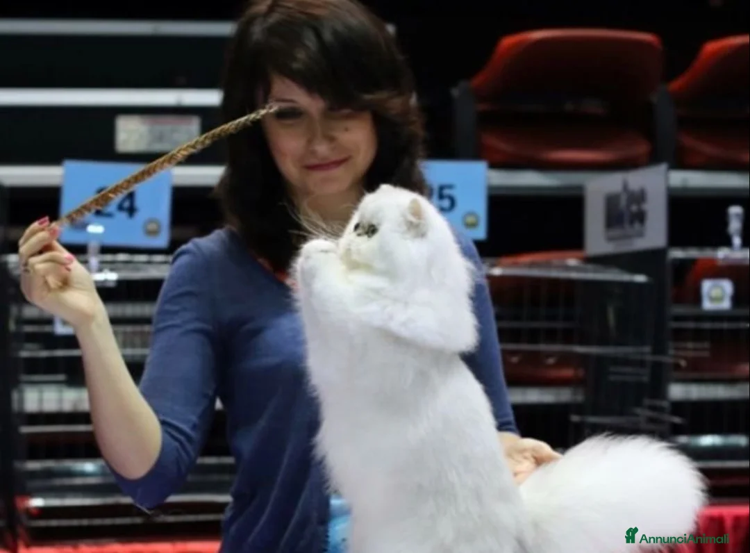 Immagine della galleria {{count}}