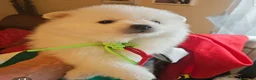 Volpino Italiano cani in vendita: Cuccioli di Volpino Italiano - Annuncio 16