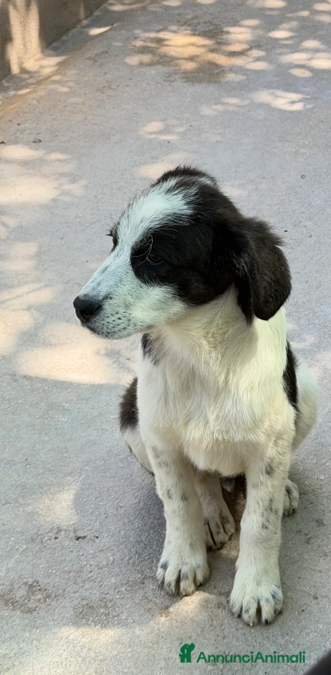 Meticcio cani in regalo: Lele maschio taglia media  a Provincia di Verona - Annuncio 2