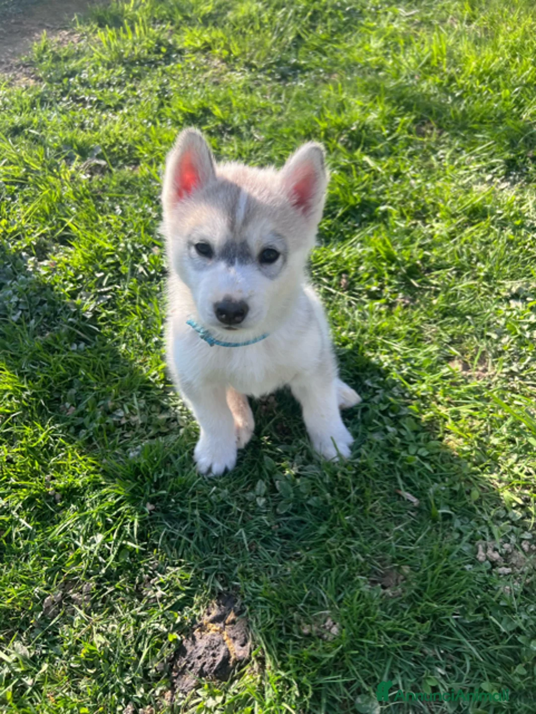 Husky cani in vendita: Cuccioli di Siberian Husky disponibili a Provincia di Cuneo - Annuncio 9