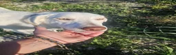 Meticcio cani in regalo: Chiara: giovane, socievole ed equilibrata - Annuncio 6