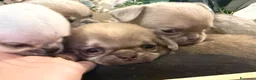 Chihuahua cani in vendita: cuccioli chihuahua - Annuncio 19