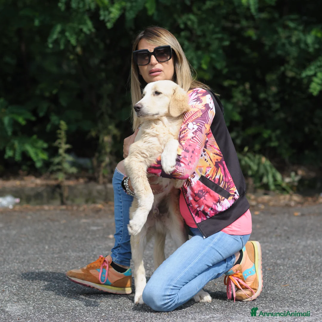 Meticcio cani in regalo: marco - Annuncio 5
