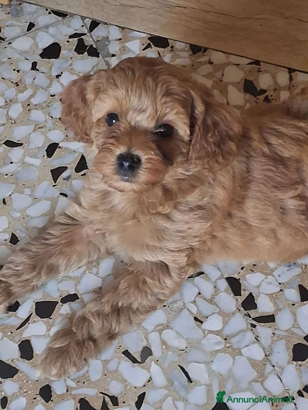 Barboncino Toy cani in vendita: Barboncini Toy disponibili  - Annuncio 1