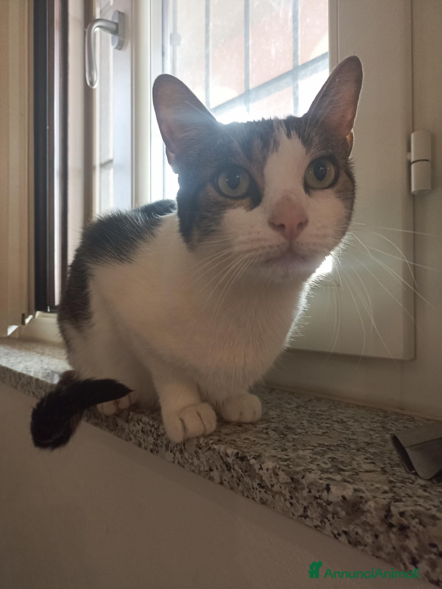 Europeo gatti Regalo gatto a Cesano Maderno - Annuncio 24