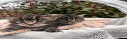Maine Coon gatti in vendita: Maine coon  - Annuncio 3