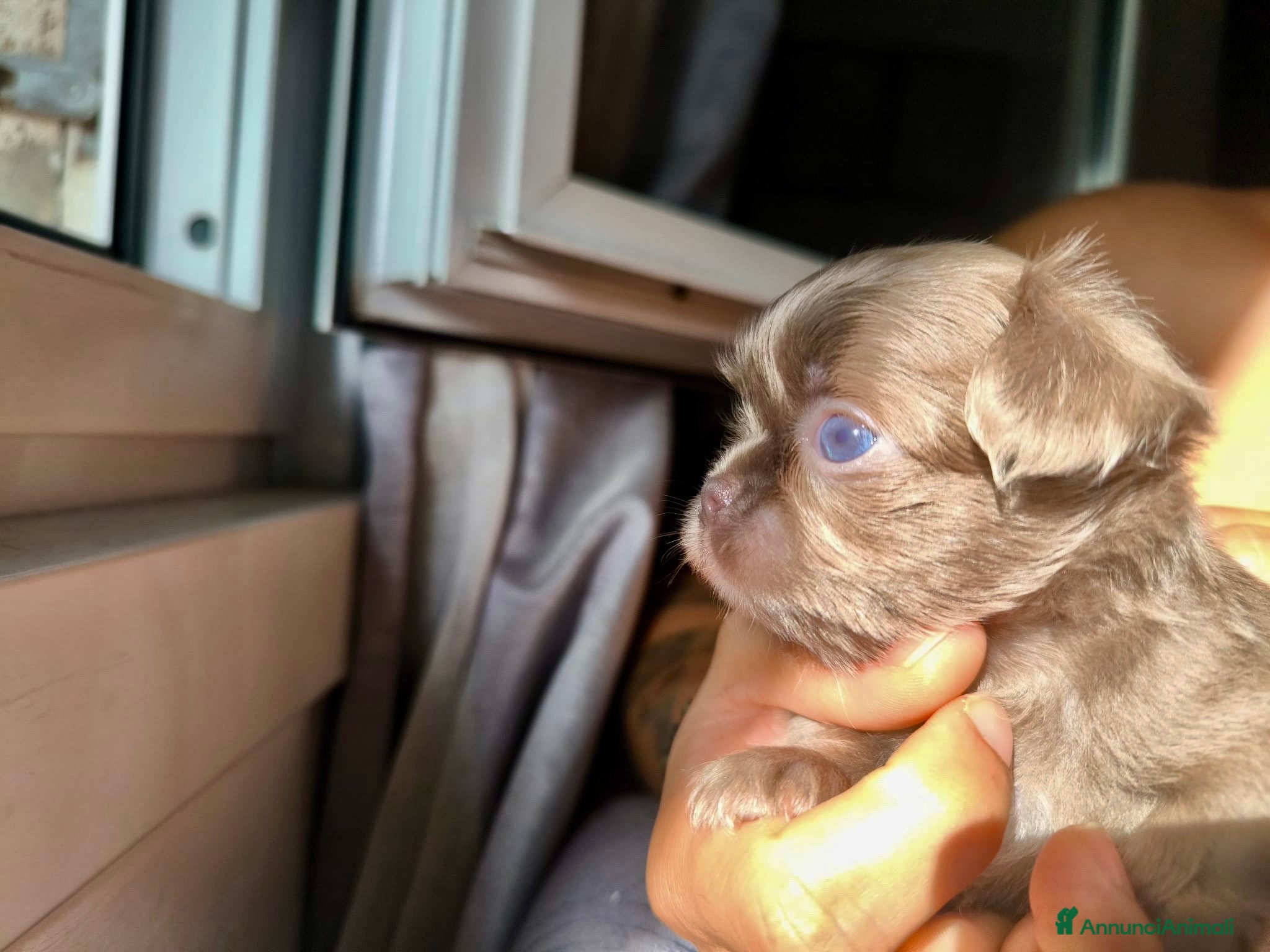 Chihuahua cani Chihuahua pelo lungo lilac e blu - Annuncio 2