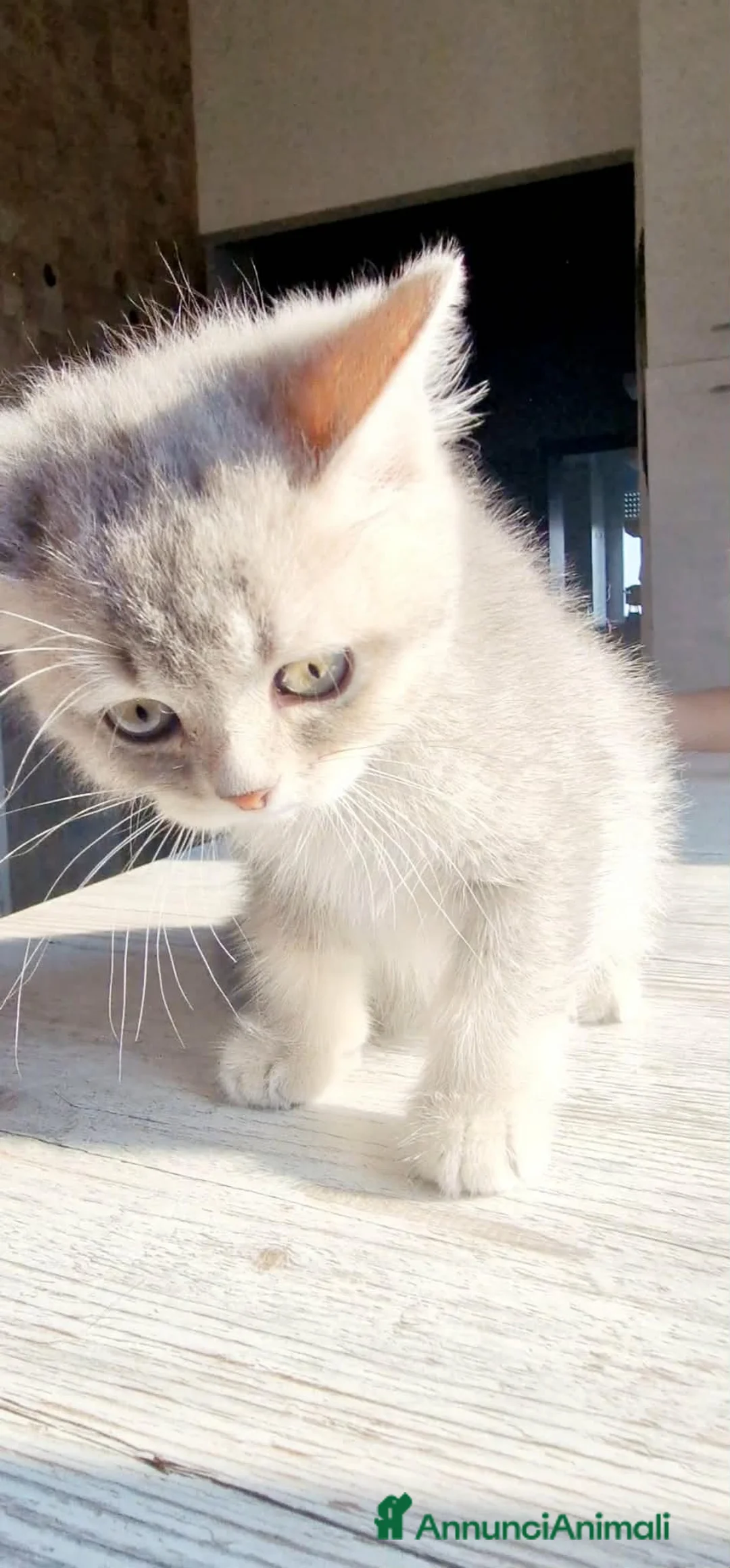 British gatti in vendita: Ultimo maschietto British colore Blue Gold  - Annuncio 4