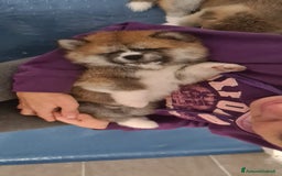 Akita Inu cani in vendita: CUCCIOLI AKITA INU LOMBARDIA  a Province of Como - Immagine 16