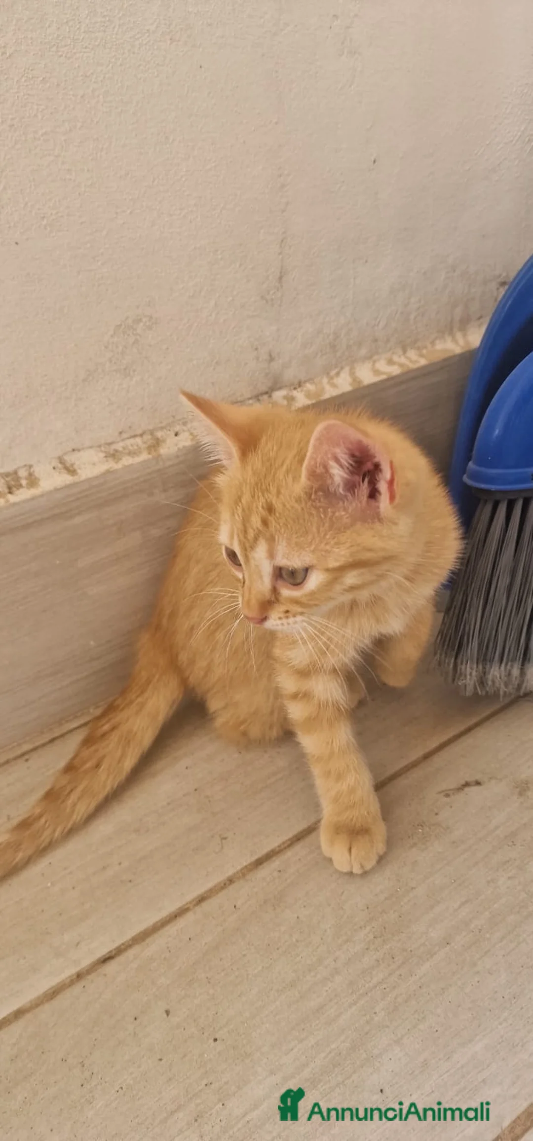 Meticcio gatti in regalo: Sara e i suoi cuccioli  a Provincia di Monza e della Brianza - Annuncio 5
