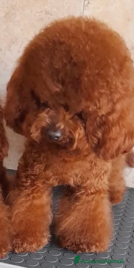 Barboncino Toy cani Barboncino toy red  - Annuncio 2