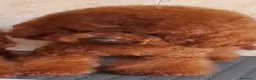 Barboncino Toy cani in vendita: Barboncino toy red  - Annuncio 1