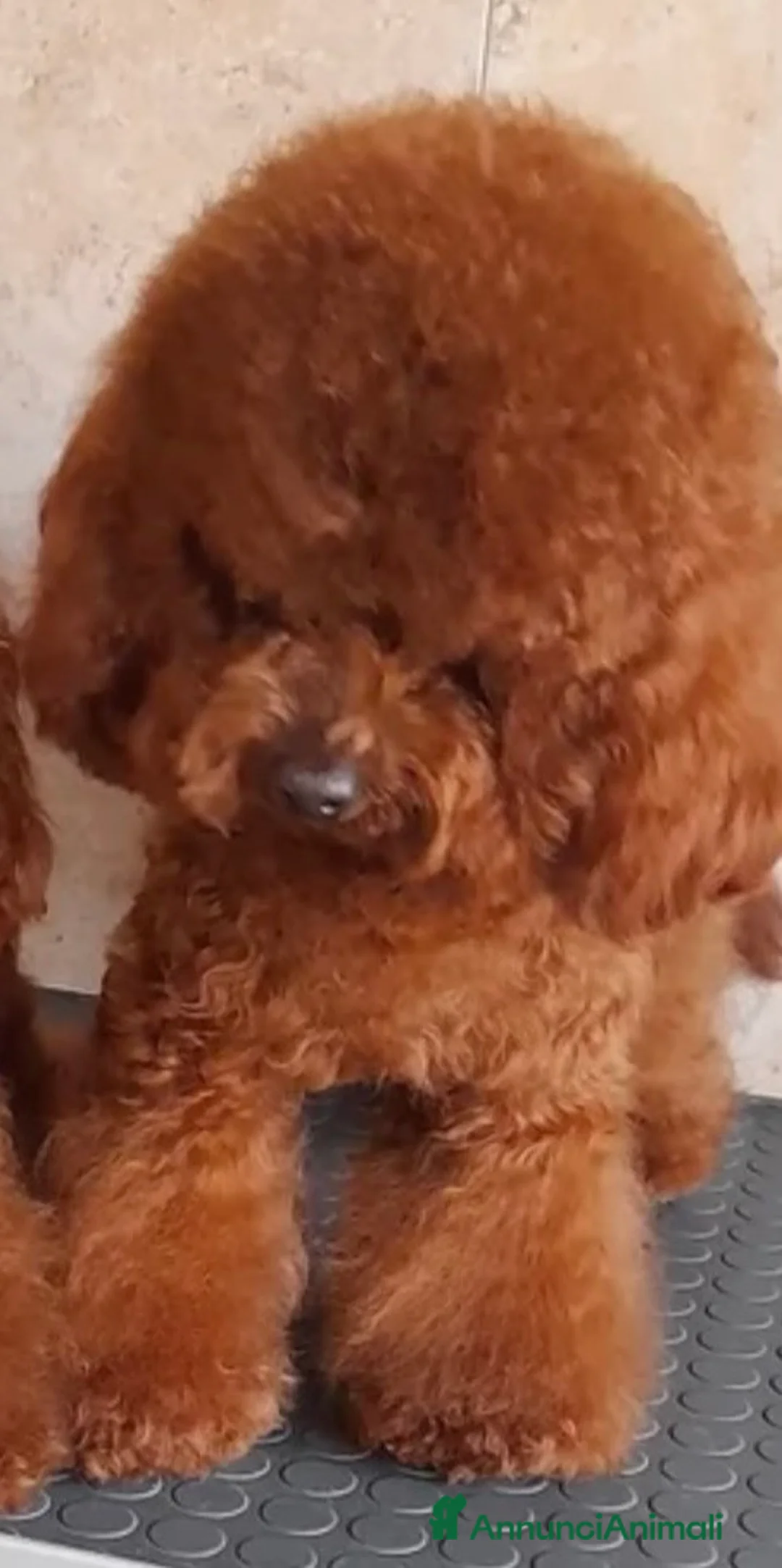 Barboncino Toy cani in vendita: Barboncino toy red  - Annuncio 1
