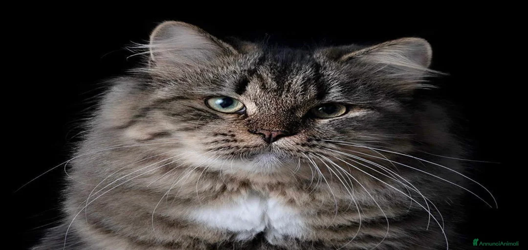 Immagine della galleria {{count}}