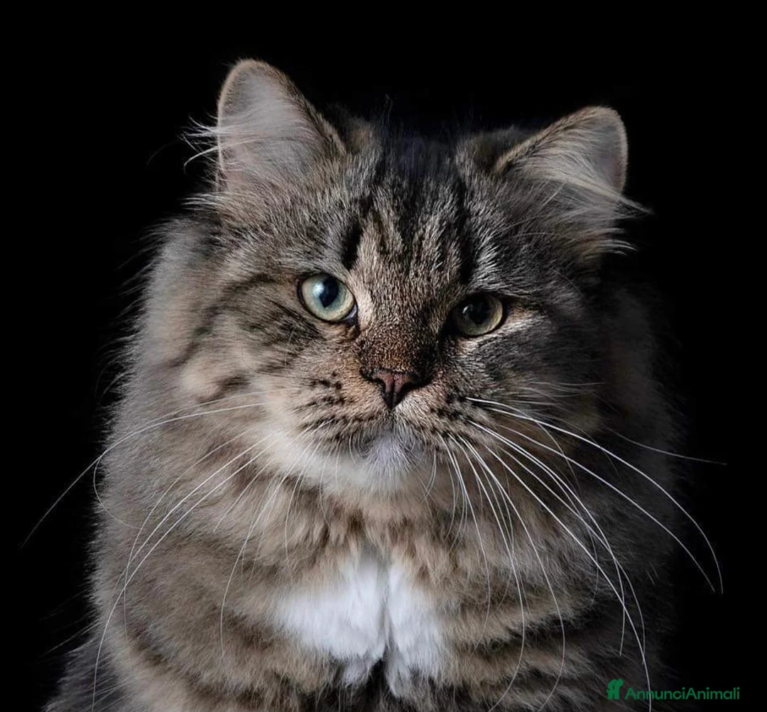 Immagine della galleria {{count}}