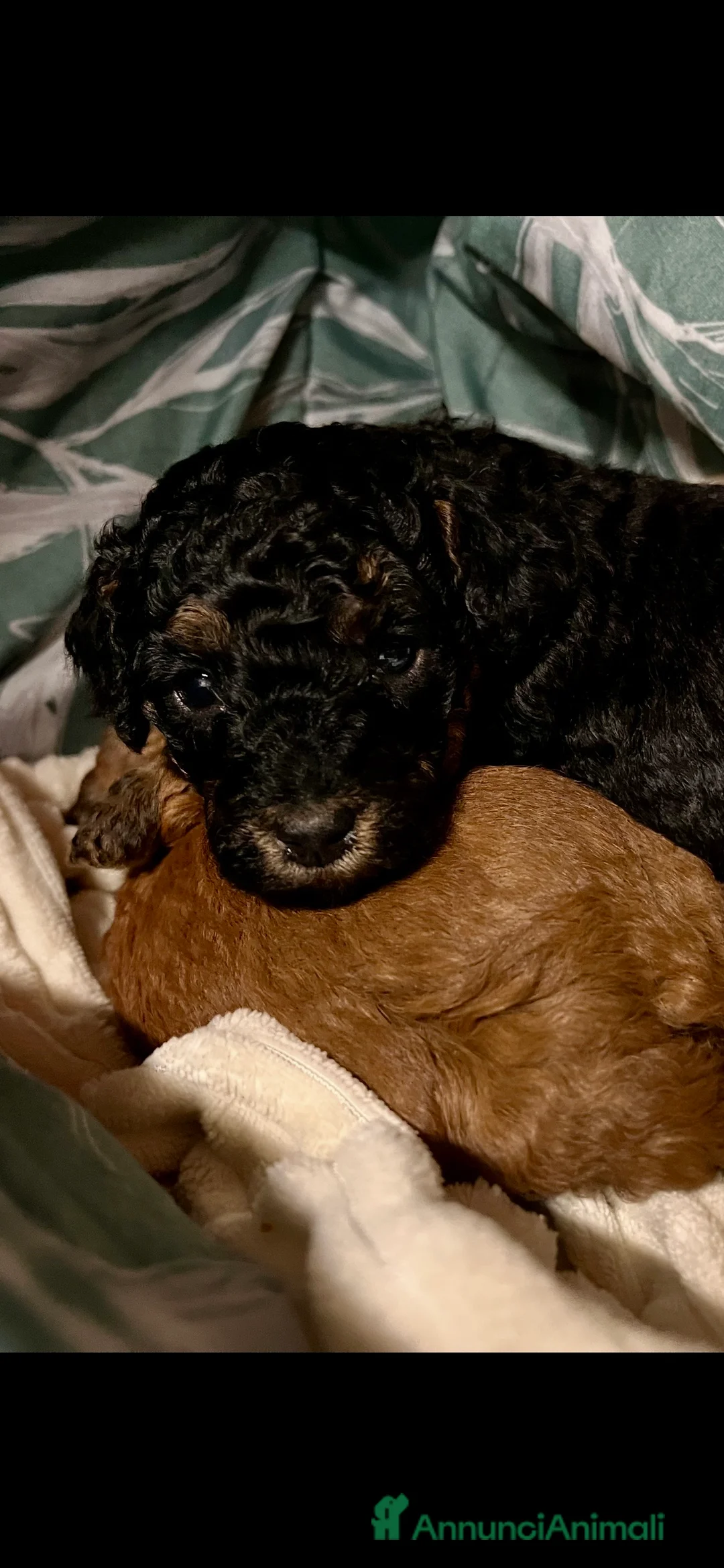 Barbone cani in vendita: Barboni nani - Annuncio 4