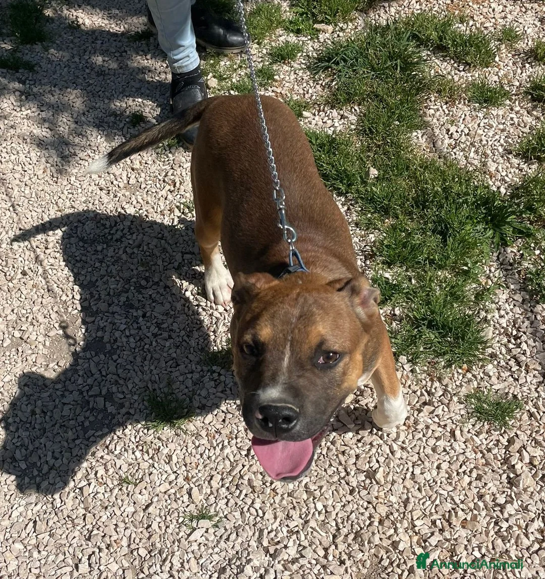 Meticcio cani in regalo: CHI ADOTTA QUESTO SIMPATICI PITTINO? - Annuncio 2