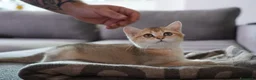 Scottish gatti in vendita: Cuccioli Scottish Straight Golden Pedigree ENFI a Città metropolitana di Milano - Annuncio 8