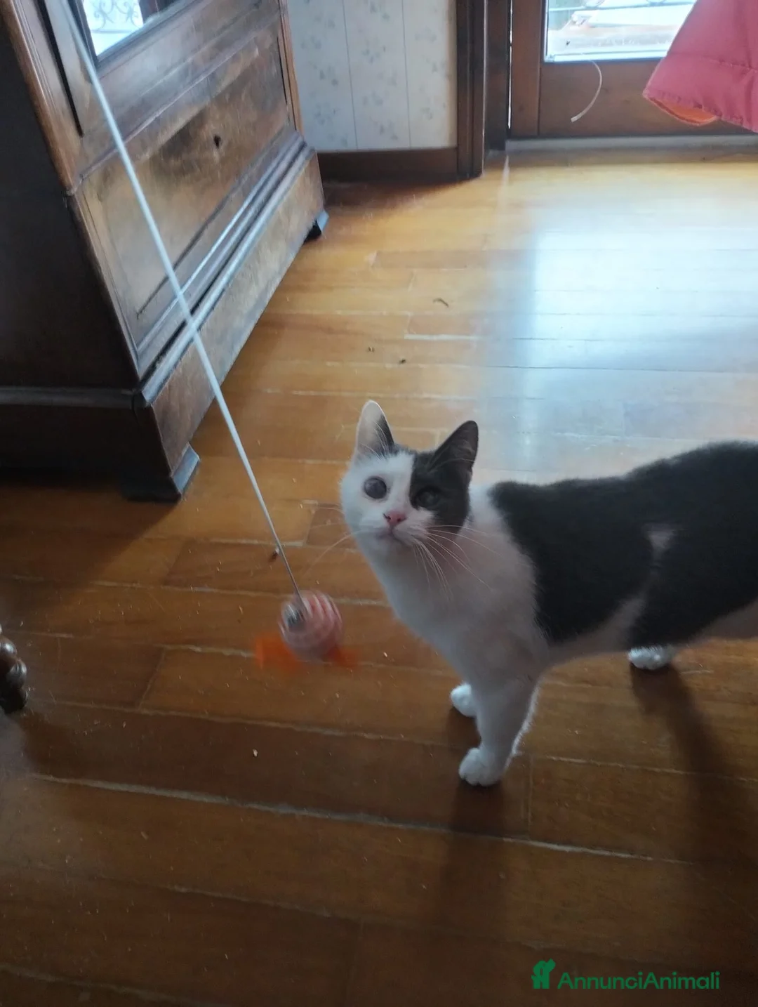 Europeo gatti in regalo: Freddy e Perla cercano casa - Annuncio 4