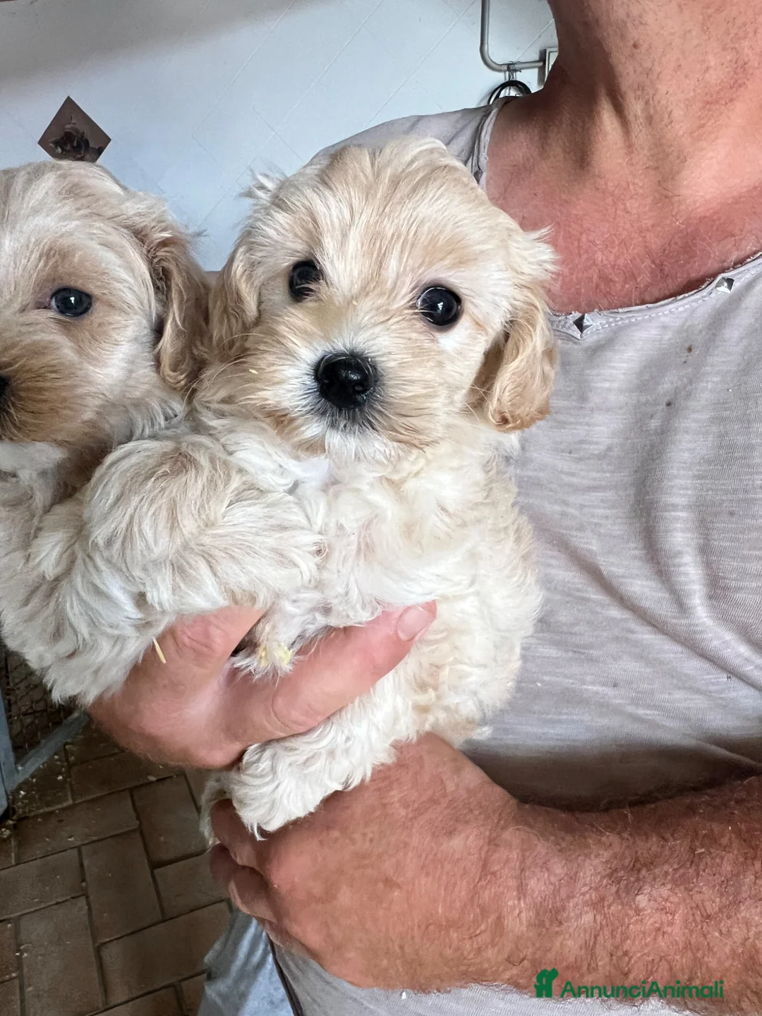 Maltipoo cani in vendita: Maltipoo - Annuncio 3