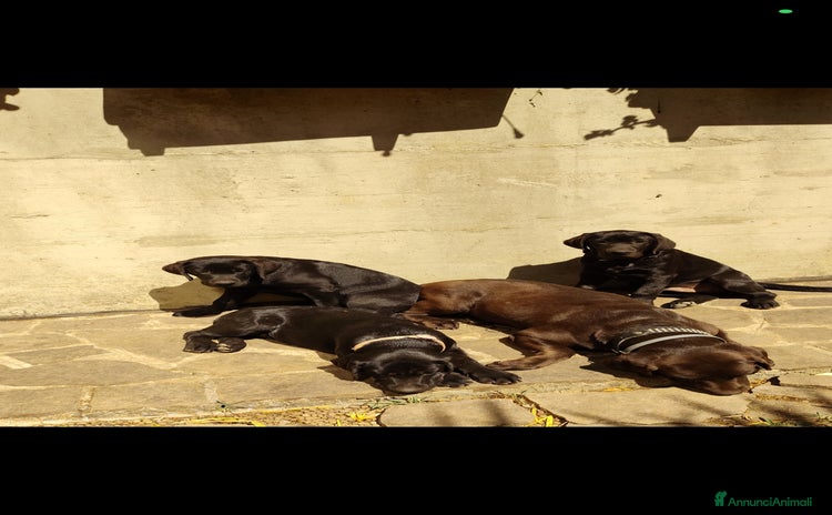 Labrador cani a Città metropolitana di Roma Capitale - Annuncio 1