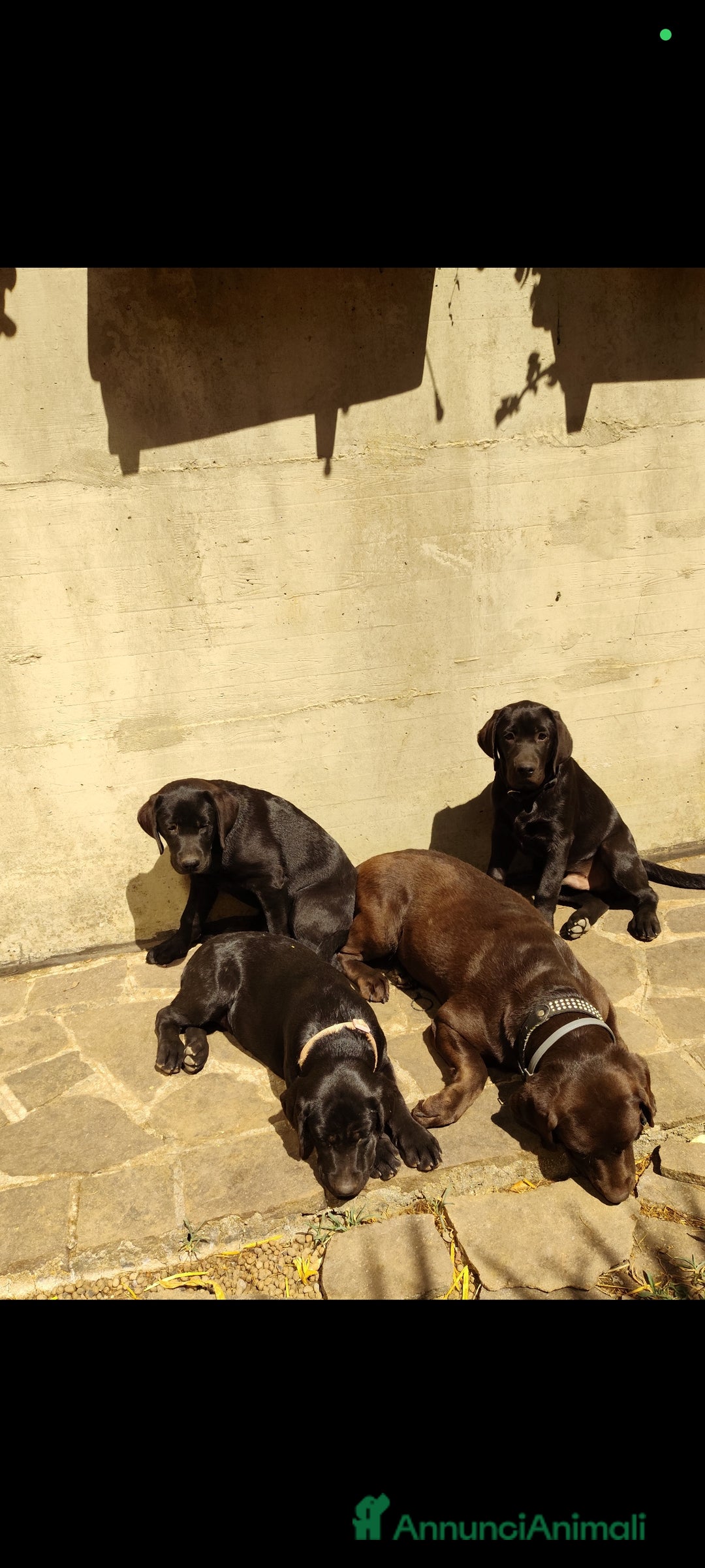 Labrador cani in vendita: Labrador  a Città metropolitana di Roma Capitale - Immagine 1