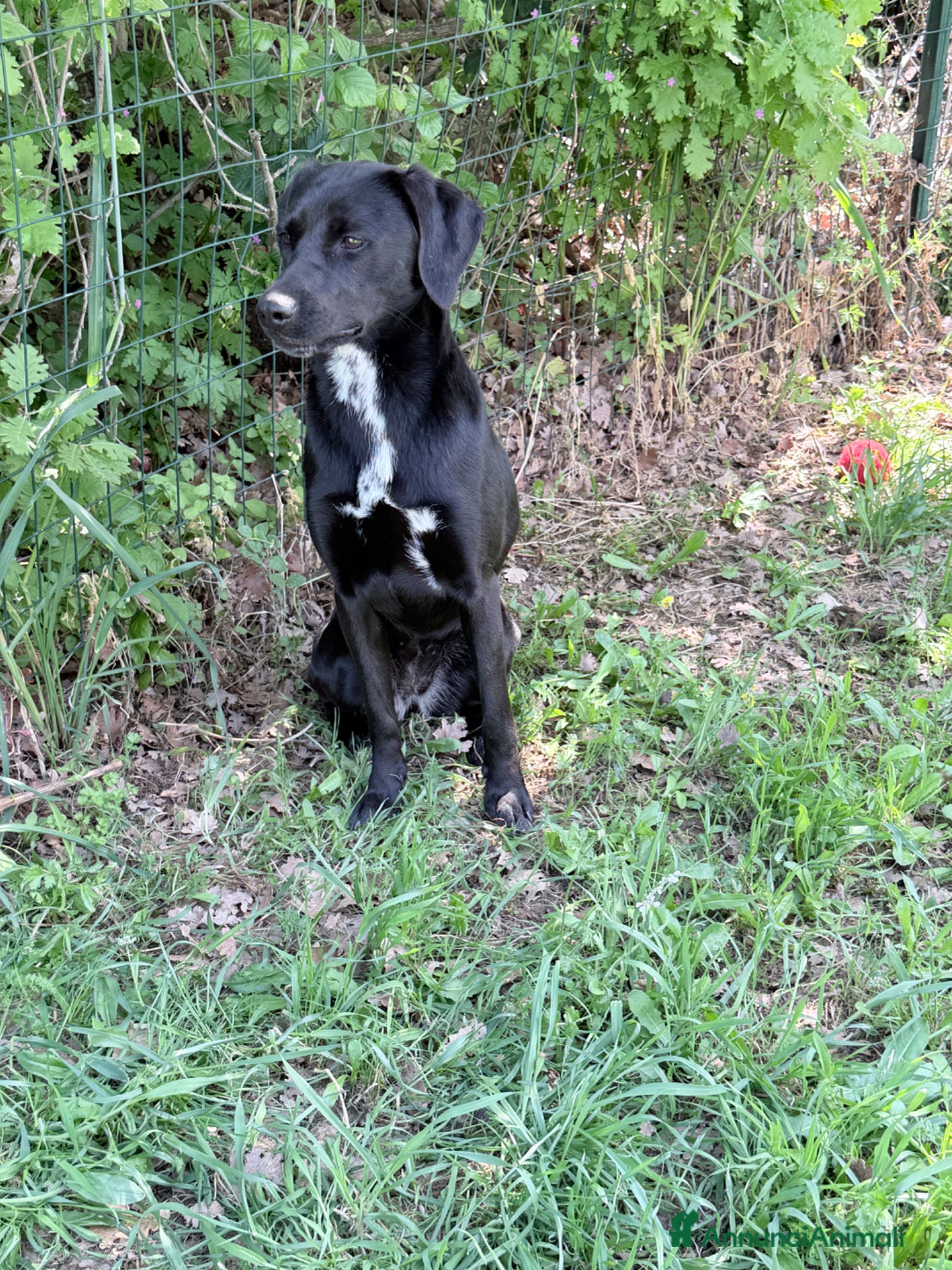 Meticcio cani Jamie - Annuncio 1