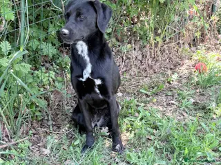 Meticcio cani Jamie - Annuncio 1