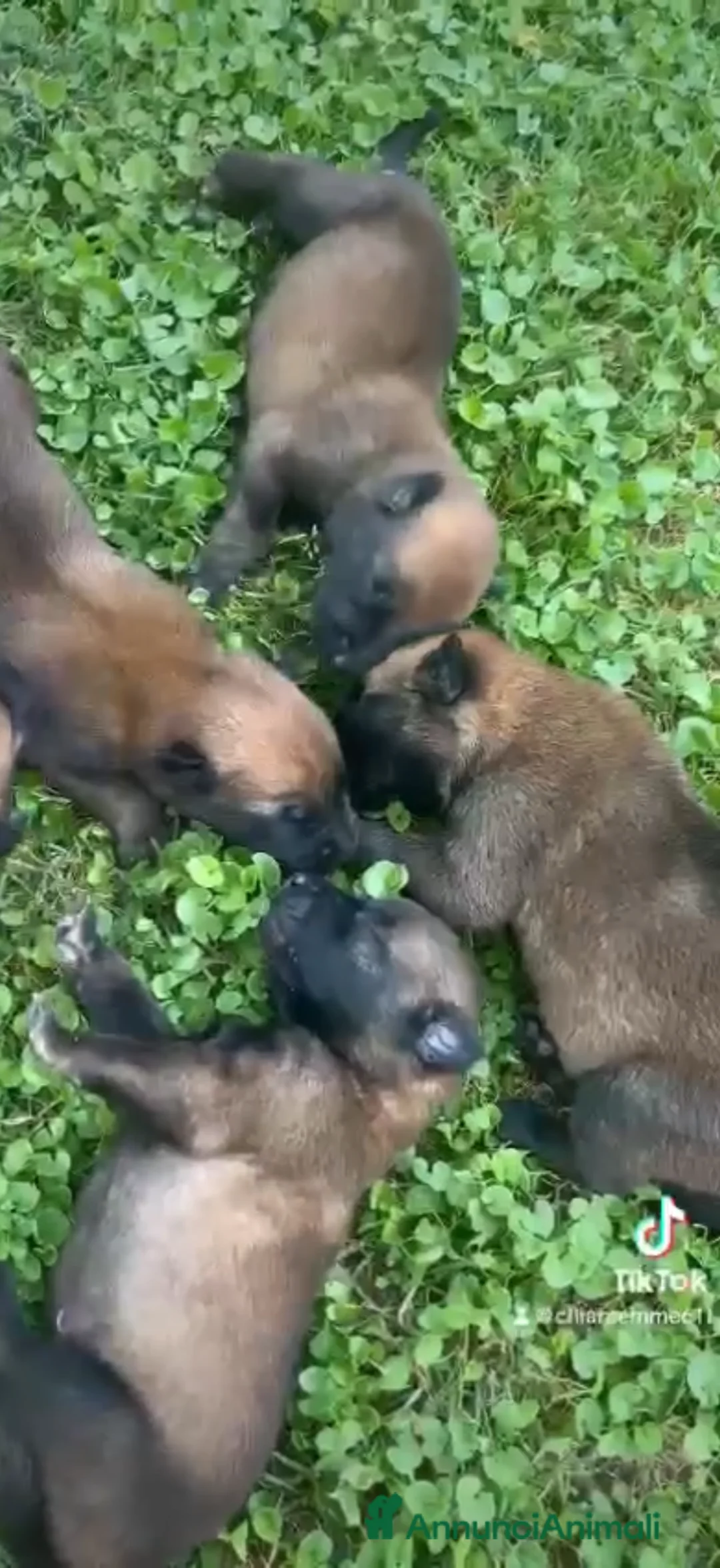 Pastore Belga cani in vendita: Pastore belga malinois - Annuncio 2