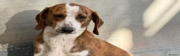 Segugio cani in regalo: Stefy - Annuncio 1