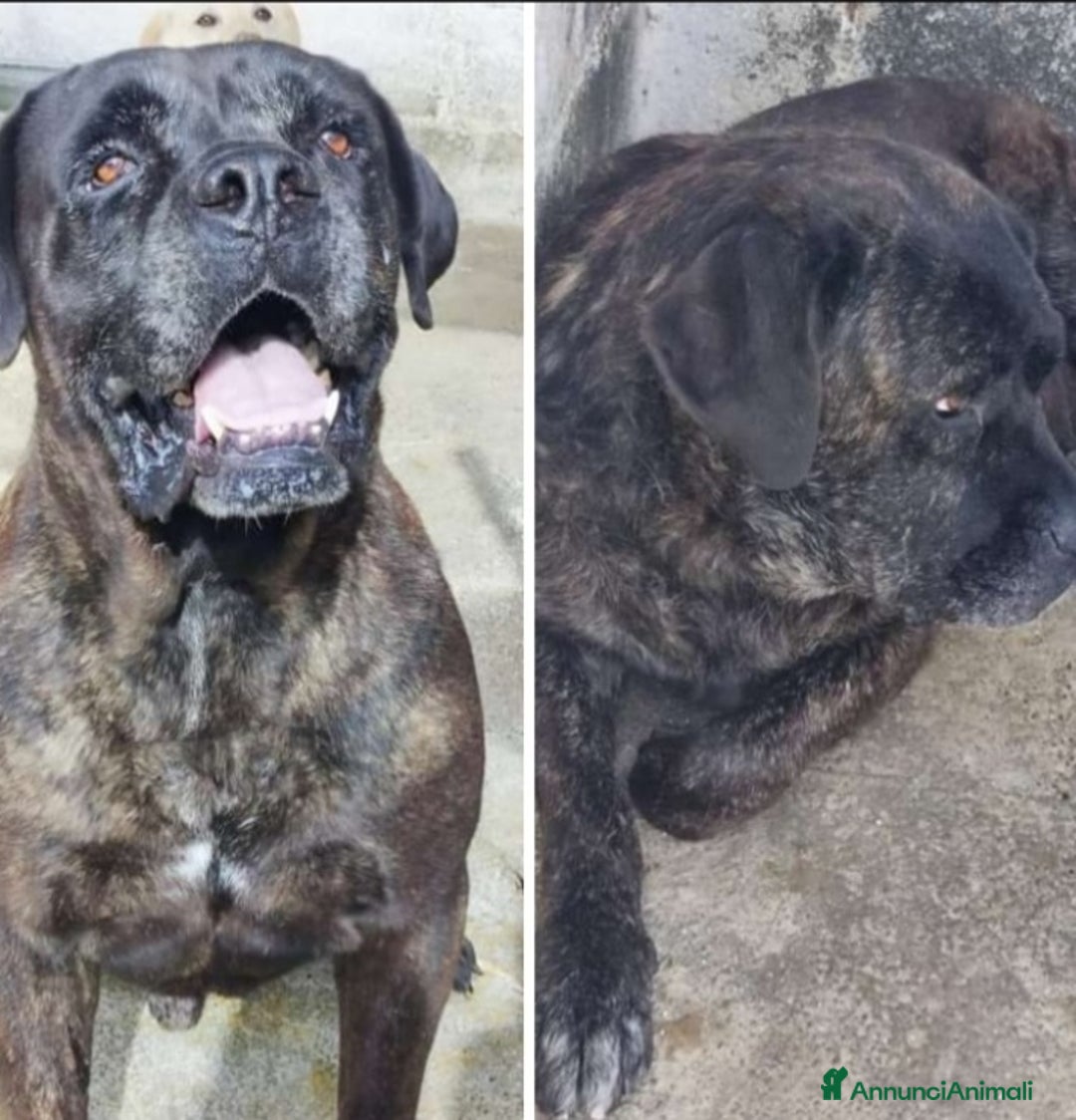 Cane Corso cani in regalo: Corso giovane,depresso,in 1canile di 2000anime!!  a Città metropolitana di Milano - Annuncio 4