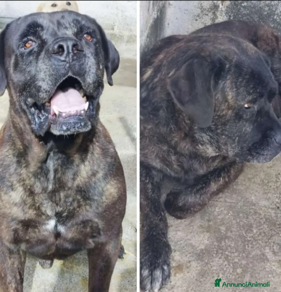 Cane Corso cani in regalo: Corso giovane,depresso,in 1canile di 2000anime!!  a Città metropolitana di Milano - Annuncio 4