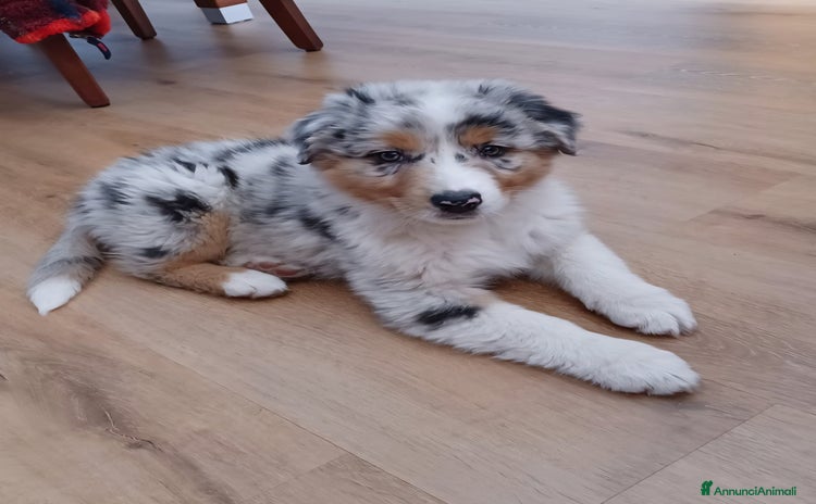 Australian Shepherd cani a Provincia di Bergamo - Annuncio 15