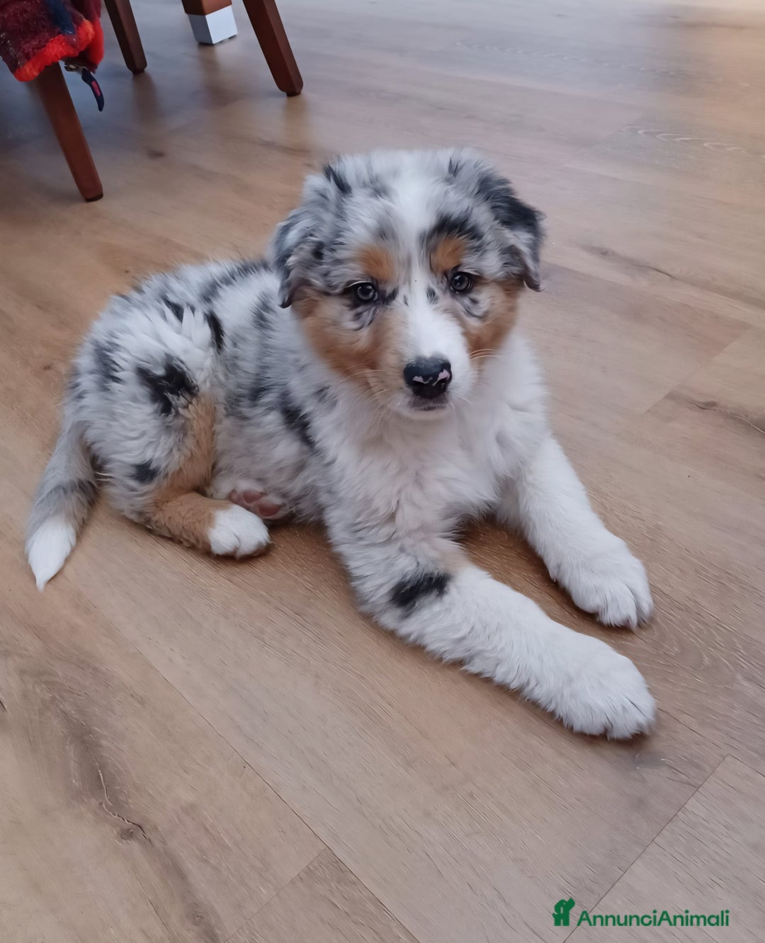 Australian Shepherd cani in vendita: Cuccioli pastore australiano maschi e femmine  a Provincia di Bergamo - Immagine 1