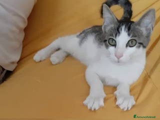 Europeo gatti Dolcissimo gattino in adozione, PACO! - Annuncio 2