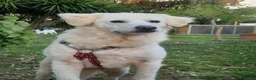 Meticcio cani in regalo: Fatima è tutto ciò che cerchi - Annuncio 10