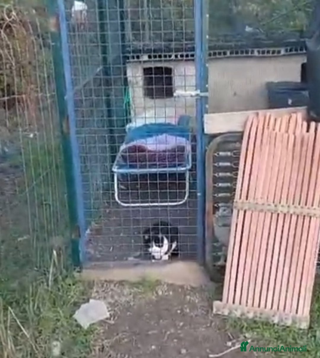 Europeo gatti in regalo: Gattine 7mesi FELV+ VIVONO IN RECINTO.URGENTE ROMA - Annuncio 6