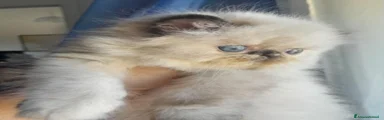 Persiano 2