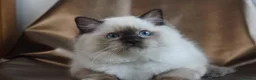 Ragdoll gatti in vendita: Splendidi cuccioli di ragdoll - Annuncio 3
