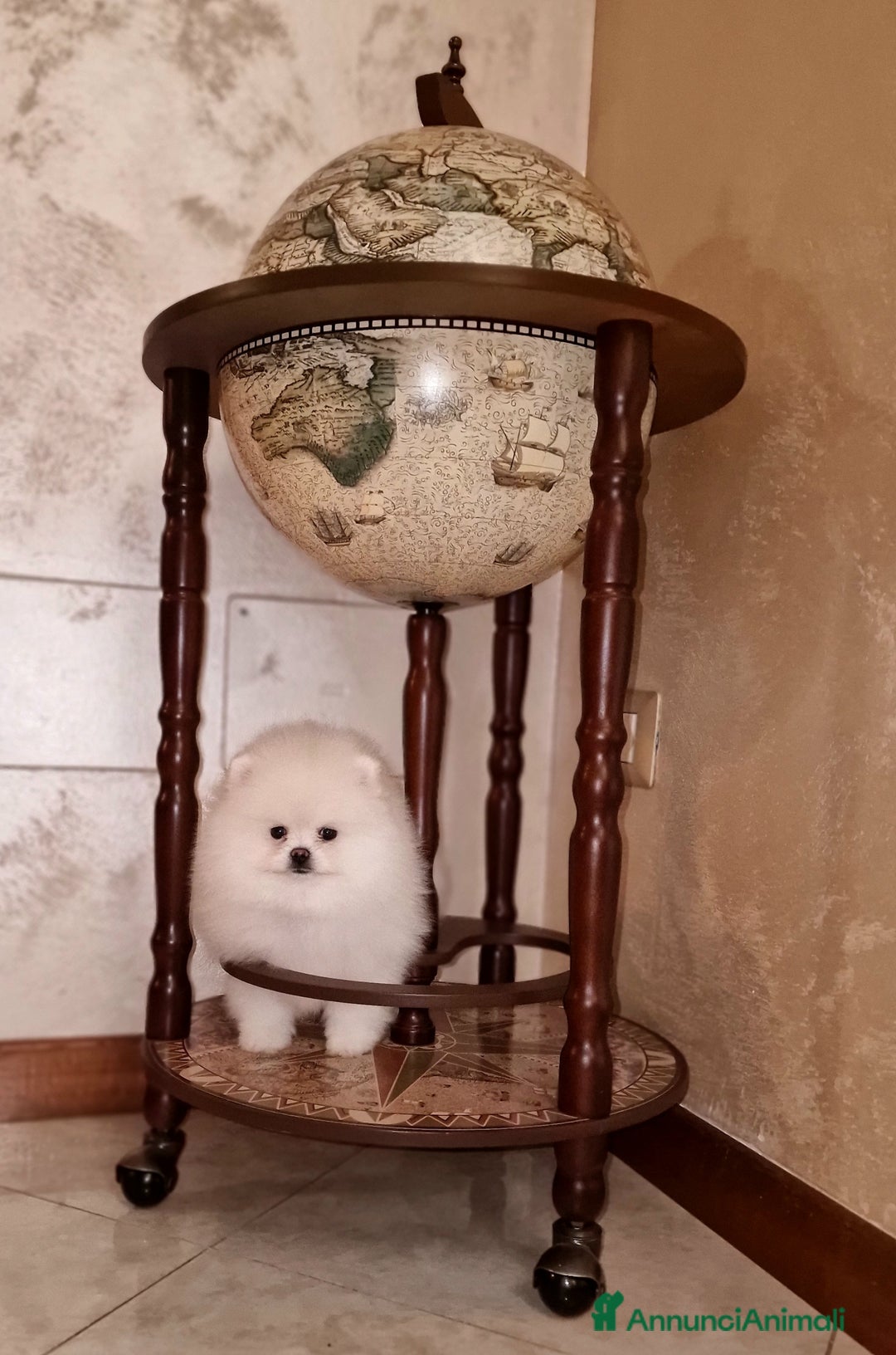 Spitz cani in vendita: Spitz di Pomerania / Volpino tedesco nano - Annuncio 2