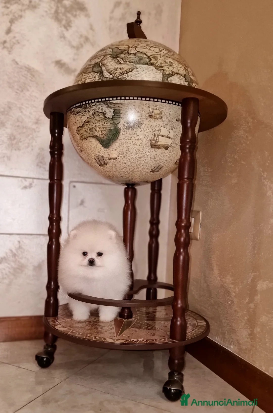 Spitz cani in vendita: Spitz di Pomerania / Volpino tedesco nano - Annuncio 2