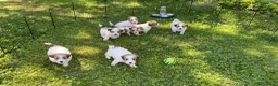 Jack Russell cani in vendita: Cucciolata jack Russell pelo ruvido pedigree - Annuncio 8